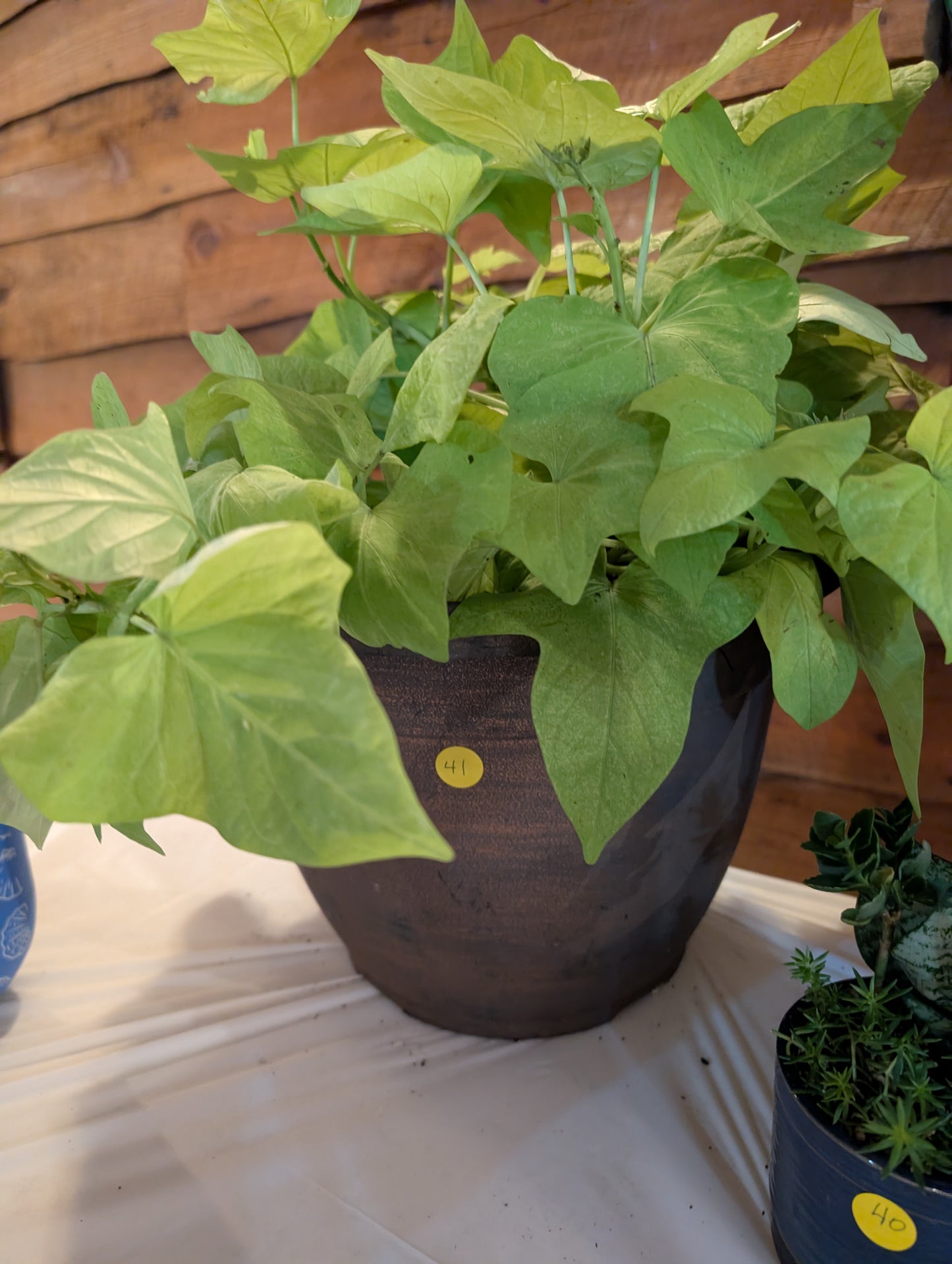 Item 41 - Large Potato Vine Plant