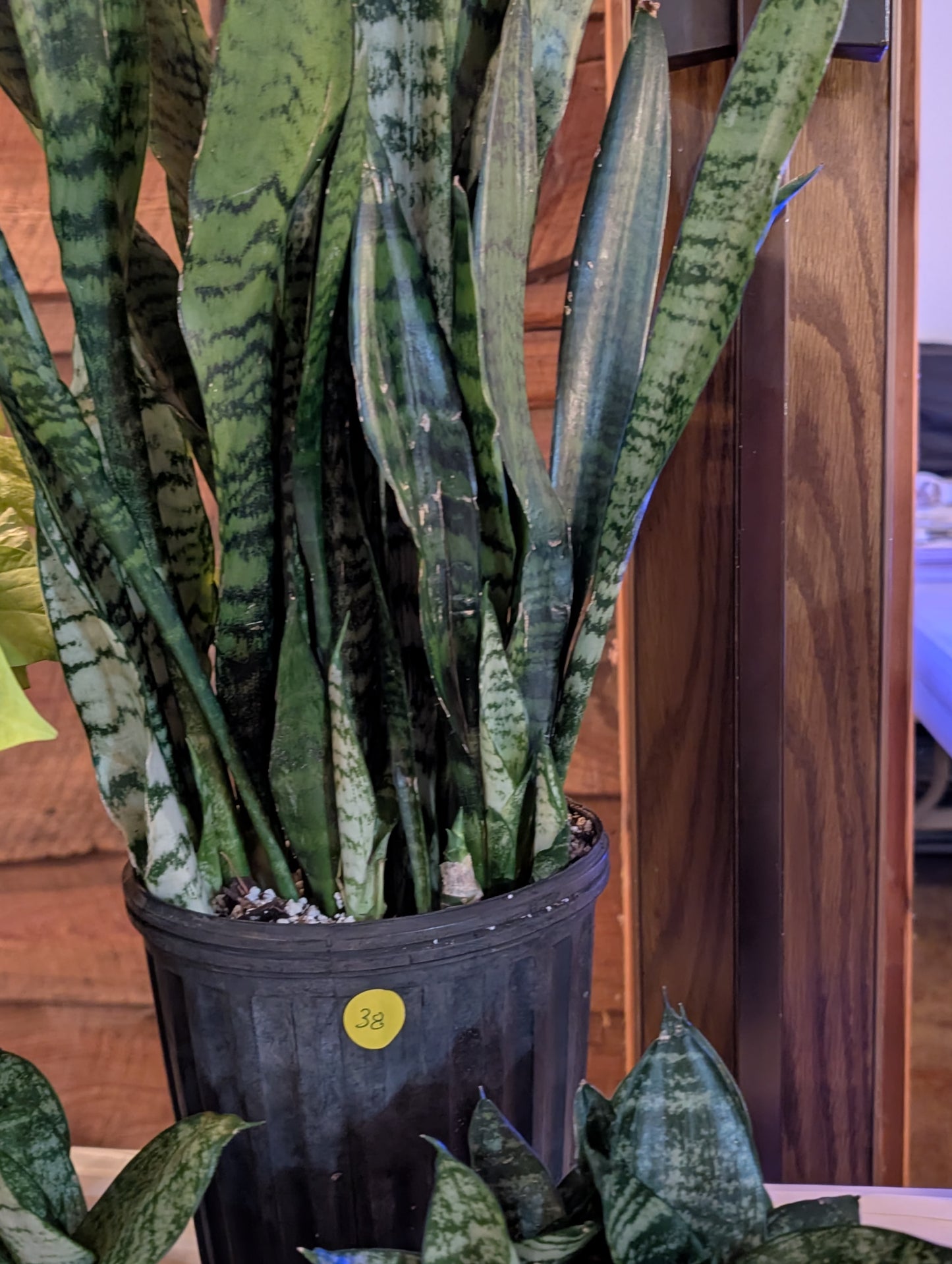 Item 38 - Sansevieria