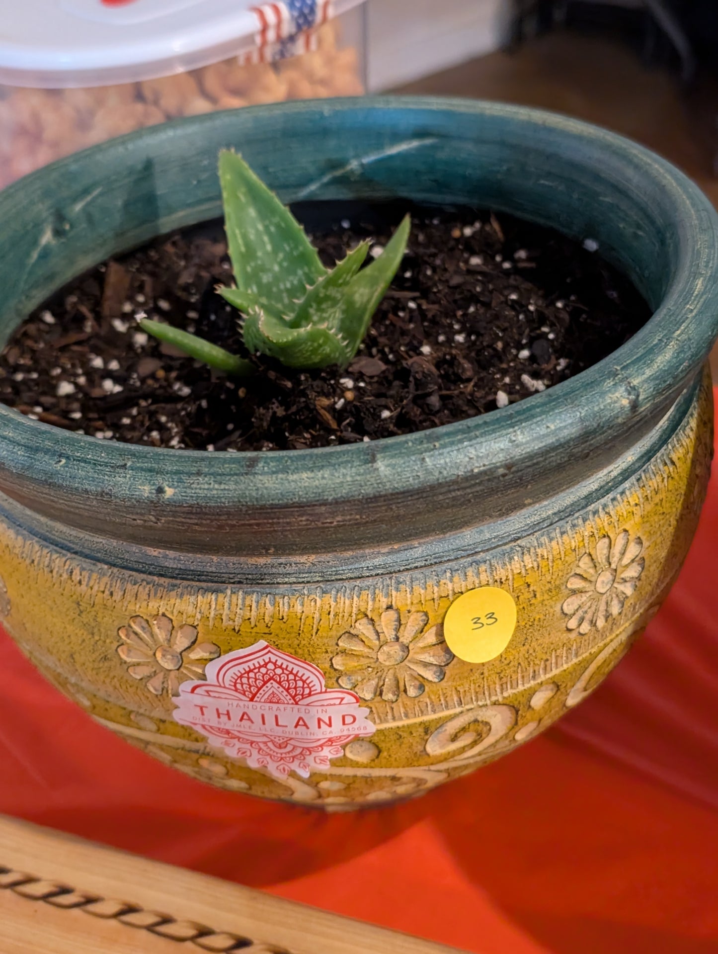 Item 33 - Aloe Vera Plant